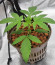 Gorilla Zkittlez fem (Barney's Farm) семена конопли