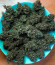 Godzilla Cookies Auto fem (Herbies Seeds) семена конопли