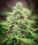 Monster Pebbles (Monster Genetics) семена конопли
