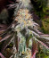 Poddy Mouth fem (Humboldt Seed Company) семена конопли