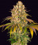 Lemon Tree от Barney's Farm семена конопли