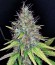 Mohan Ram fem (Sweet Seeds) семена конопли
