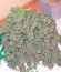 Chronic fem (Serious Seeds) семена конопли