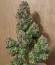 Sith OG fem (AlphaFem Seeds) семена конопли