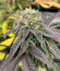 Vanilla Frosting fem (Humboldt Seed Company) семена конопли