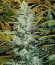 Lowryder Auto fem (Doctor's Choise) семена конопли