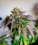 Sour Diesel x OG Kush fem (Seedkeepers) семена конопли