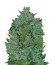Ultraviolet auto fem (Samsara Seeds) семена конопли