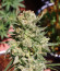 G14 auto fem (FastBuds) семена конопли
