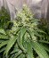 Vitality fem (AlphaFem Seeds) семена конопли
