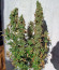 Blueberry fem (Dutch Passion) семена конопли