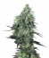 Electric Lemon G reg семена конопли