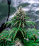 LSD Auto fem (Barney's Farm) семена конопли