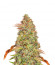 Zkittlez Auto fem (Cali Buds Seeds) семена конопли