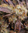 La Bomba fem (Compound Genetics) семена конопли