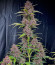 Banana Purple Punch Auto fem (FastBuds) семена конопли