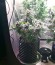 Сорт конопли King’s Kush Auto
