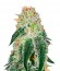 Black Russian fem (Delicious Seeds) семена конопли