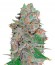 La Diva fem (Delicious Seeds) семена конопли