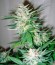 Great White Shark (Green House Seeds) семена конопли