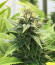 Gorilla Glue #4 fem (Blimburn Seeds) семена конопли