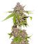 Papaya Sherbet fem (FastBuds) семена конопли