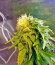 Shark fem (Pyramid Seeds) семена конопли
