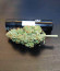 Dozy Whale fem (AlphaFem Seeds) семена конопли