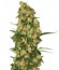 Wappa fem (Paradise Seeds) семена конопли