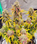 Amnesia Zkittlez Auto fem (FastBuds) семена конопли