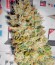 Super Hash fem (Pyramid Seeds) семена конопли