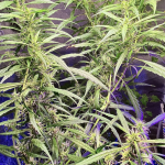 mimosa-x-orange-punch-fem-barneys-farm.png