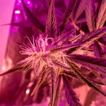 auto-new-york-city-pyramid-seeds.jpg