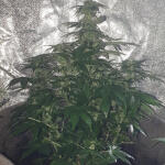 lowryder-auto-fem-doctors-choise.jpg