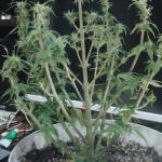 original-auto-white-widow-fem-fastbuds.jpeg