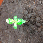 auto-bubble-gum-fem-00-seeds.jpg