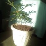 auto-new-york-city-pyramid-seeds.jpg