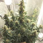vertigo-auto-fem-paradise-seeds.jpeg