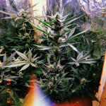 auto-new-york-city-pyramid-seeds.JPG
