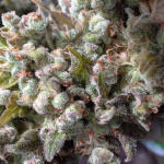 belladonna-paradise-seeds.jpg
