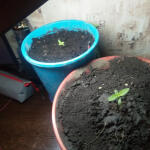 lsd-25-auto-fastbuds.jpg