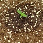 auto-new-york-city-fem-pyramid-seeds.jpg