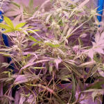 original-auto-og-kush-fem-fastbuds.jpg