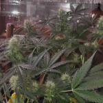 auto-white-widow-dutch-passion.JPG