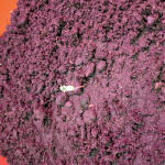 auto-bubble-gum-fem-00-seeds.jpg