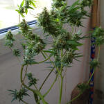 original-auto-og-kush-fem-fastbuds.jpg