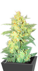AK Kush Express (Kalashnikov Seeds) семена конопли