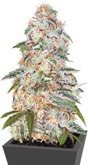 Blue Dream auto fem (FastBuds Seeds) семена конопли
