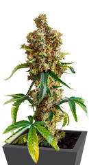 San Bacio Burger fem (Advanced Seeds) семена конопли