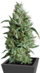 Super OG Kush fem (Pyramid Seeds) семена конопли